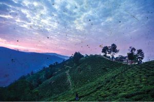 discover-tea-coffee-gal2