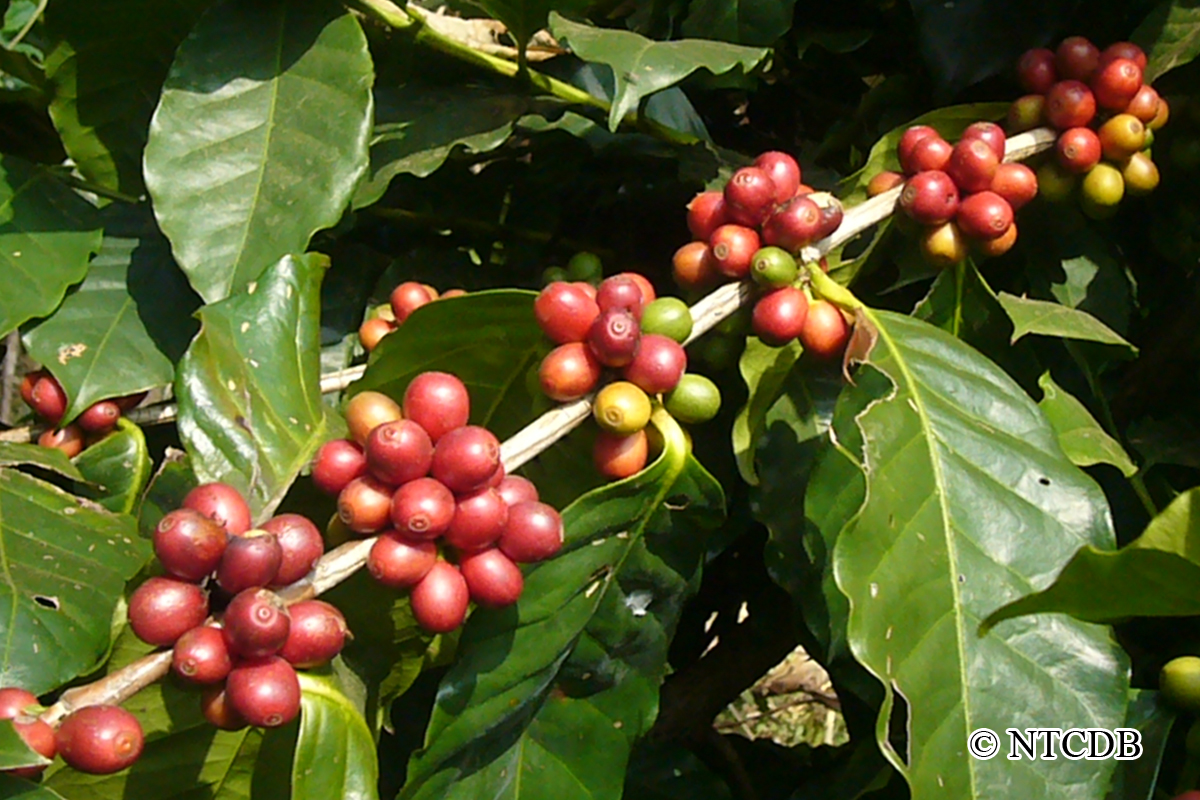 National Tea and Coffee Development Board café arbre grains