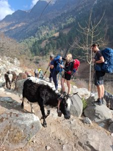 trek guide népal manaslu vache